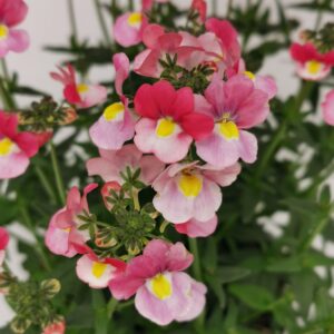 Nemesia Ayana