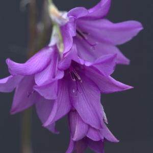 Dierama Blue Belle