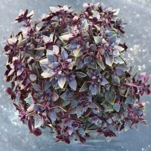 Ocimum basilicum BurgundyBall