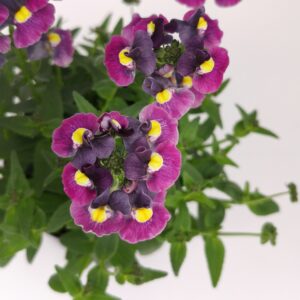 Nemesia Evening Dusk square 2
