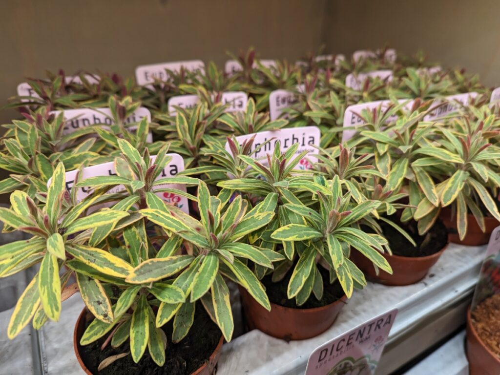 Rows of Euphorbia Ascot Rainbow plants in small pots