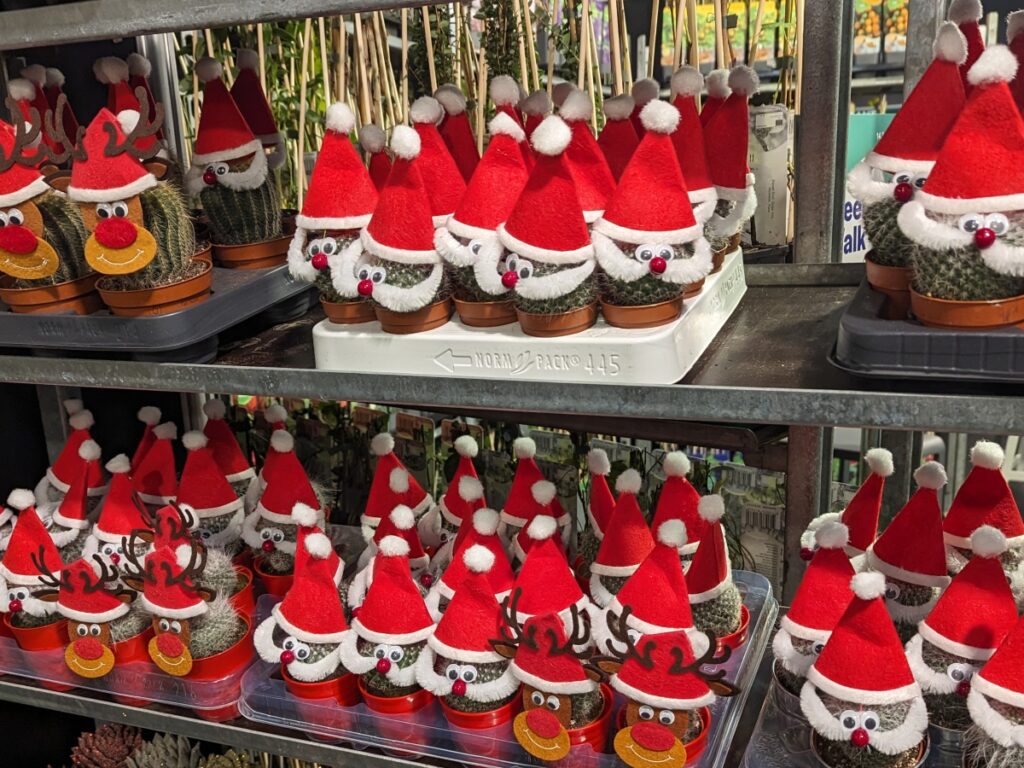Mini cacti dressed up to look like Father Christmas