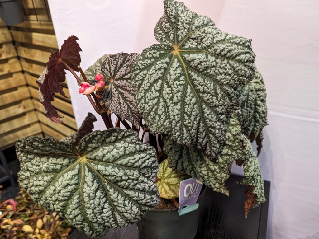 Begonia Sterling Moon plant