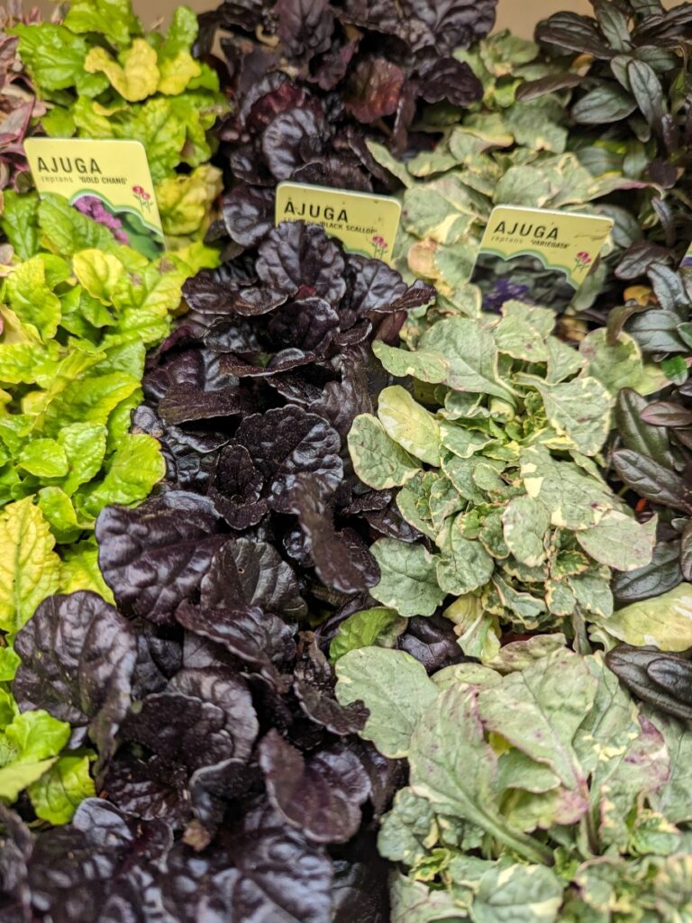 Three rows of Ajuga plug plants, including Ajuga Black Scallop