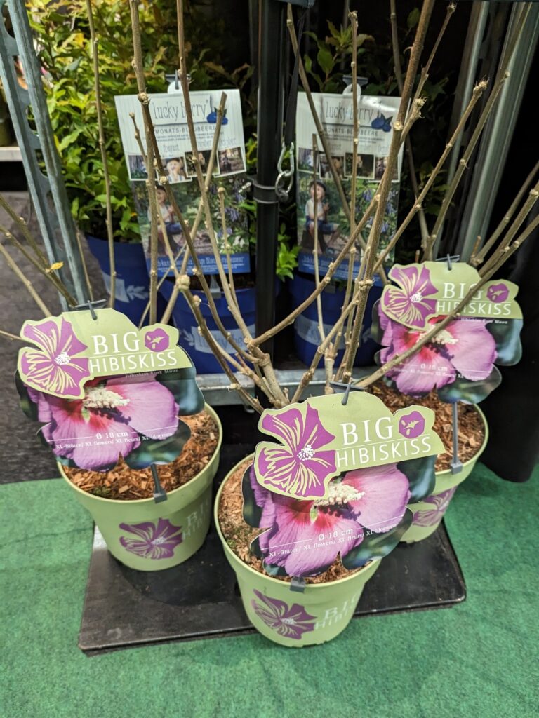 Three Big Hibiskiss® Walterbon's® Rose Moon plants