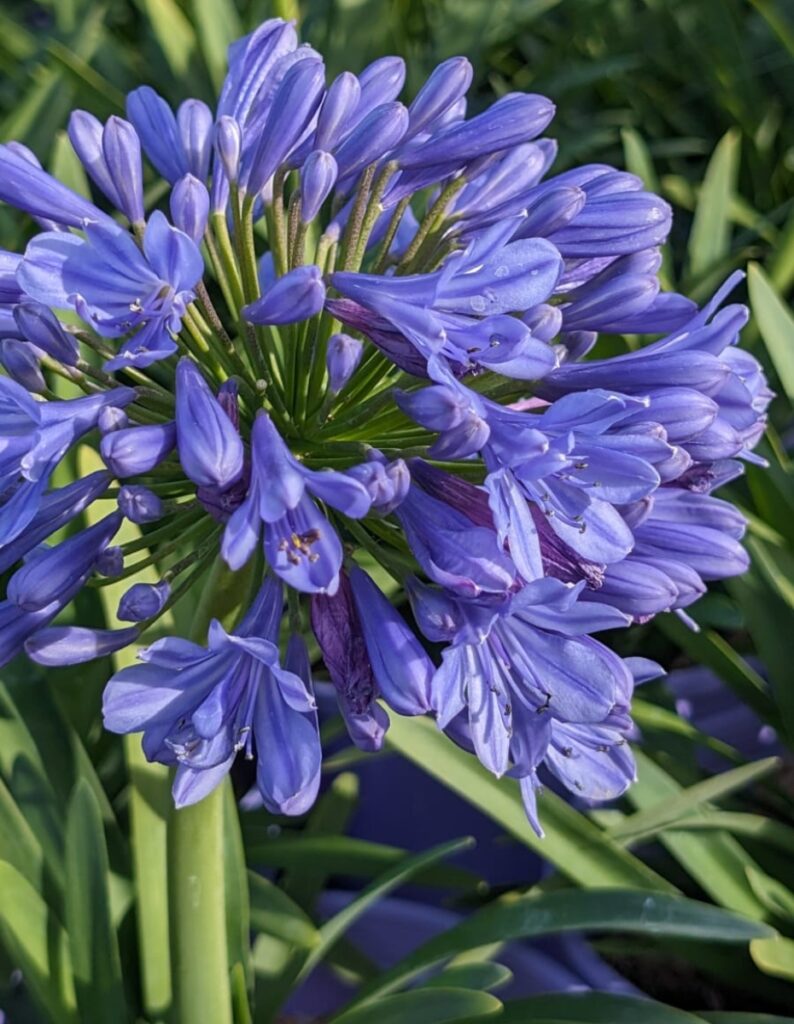 Agapanthus Atomic Bloom