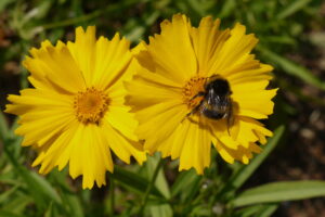A bumblebee rests on a Coreopsis Flying Saucers yellow flower