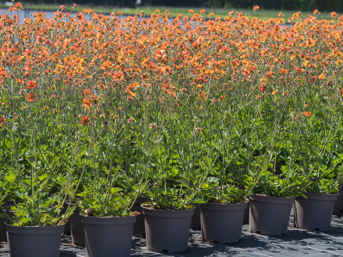 A sea of Geum Totally Tangerine plants in a nursery