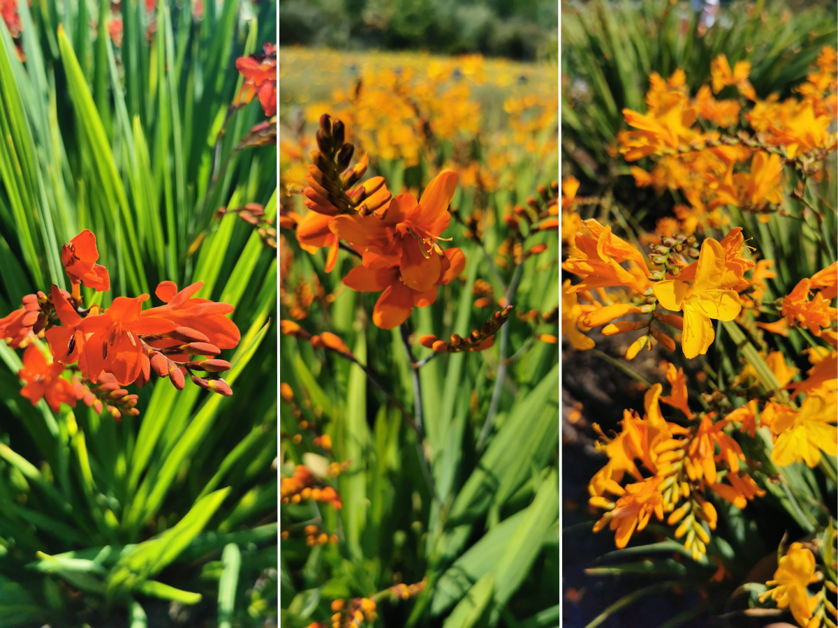 10 top plant varieties with the RHS Award of Garden Merit | Plants for ...