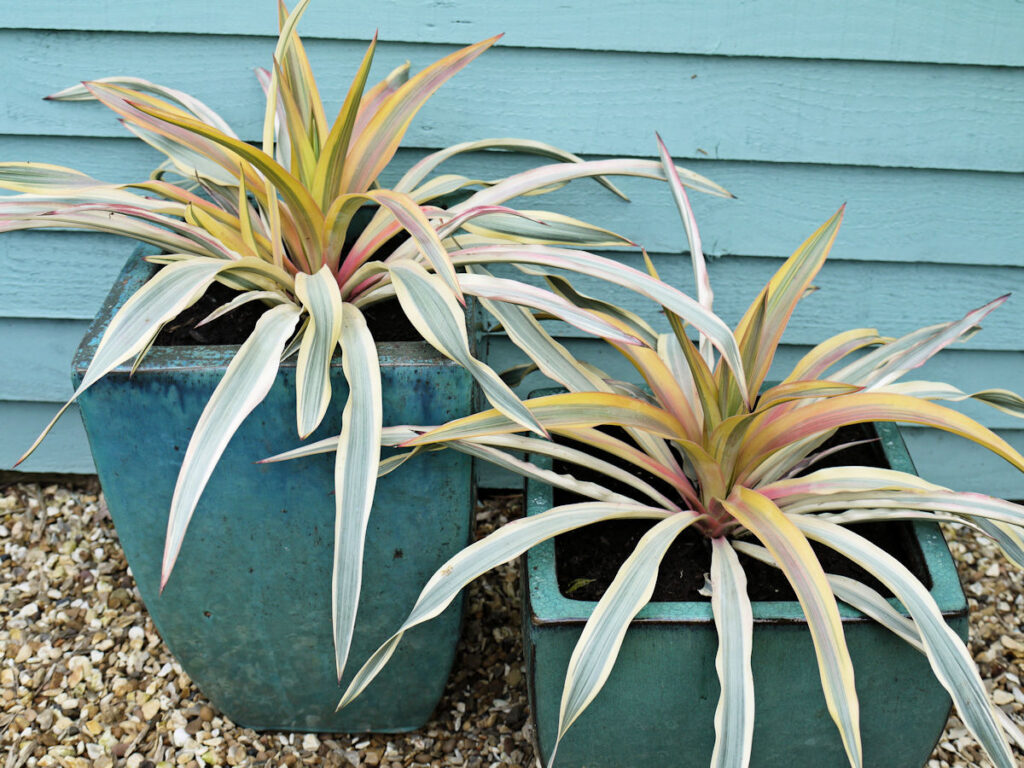 Yucca Walberton’s® Bright Star
