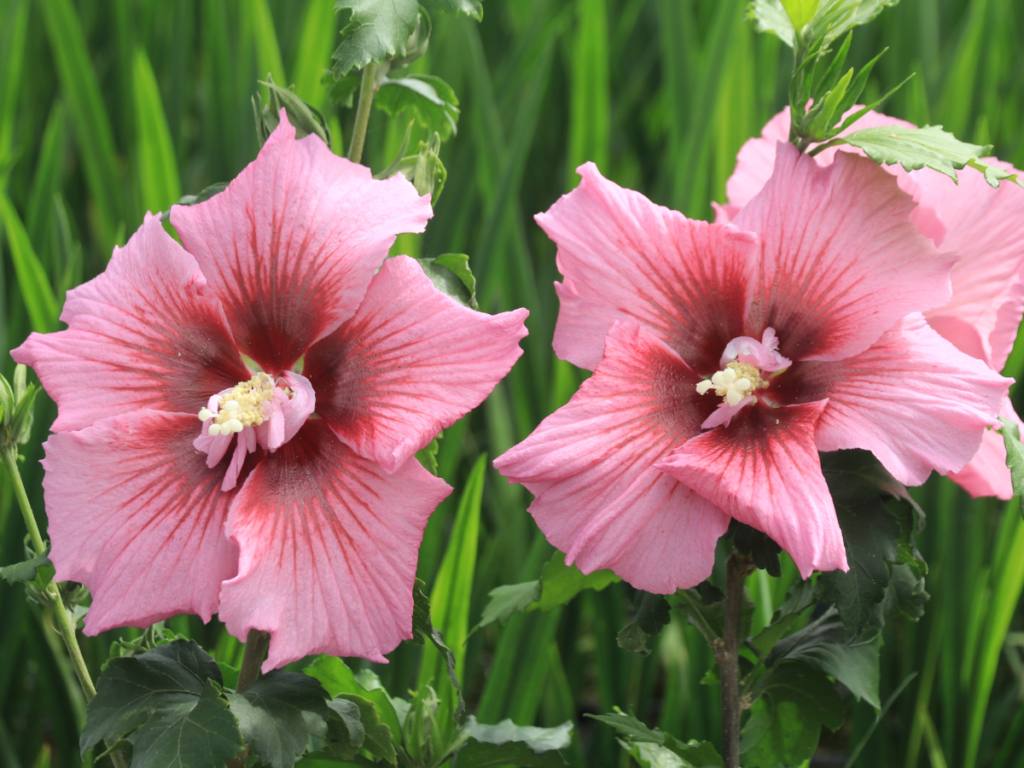 Hibiscus Walberton’s® Lunar® Delight