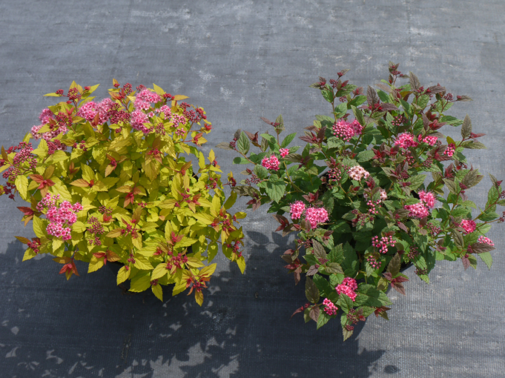 Spiraea Walberton’s® Plum Carpet with Spiraea Walberton’s® Magic Carpet