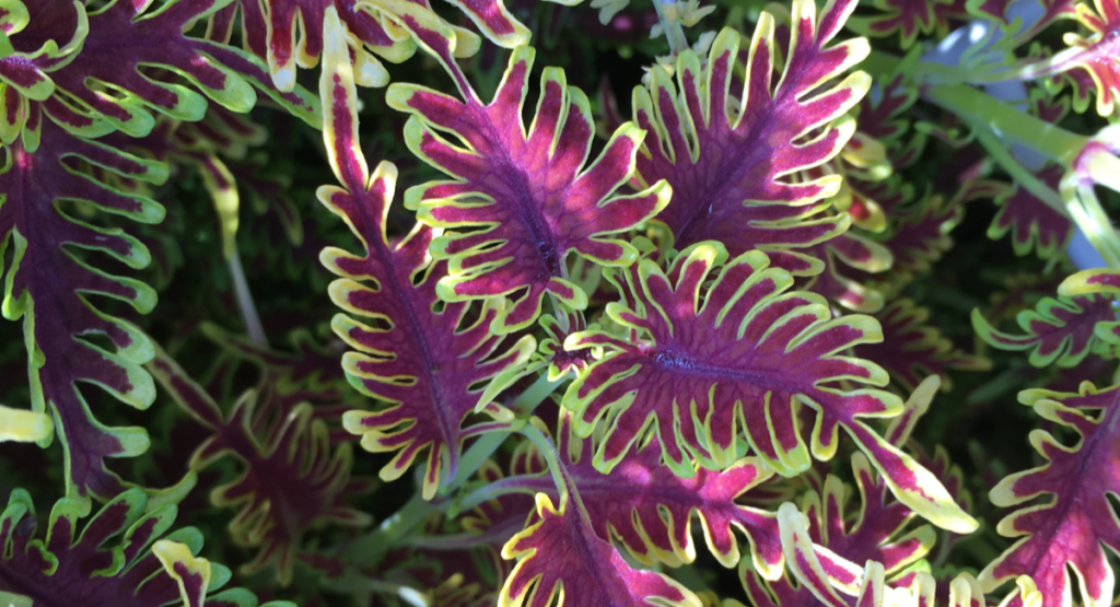 Coleus Skeletal - award-winning foliage plant