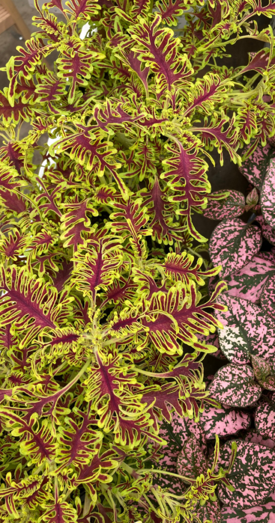 Coleus Skeletal - award-winning foliage plant