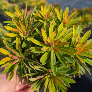 Euphorbia martinii Walberton’s® Little Treasure® (WALEULITR)