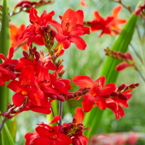 Crocosmia Walberton's Miss Scarlet