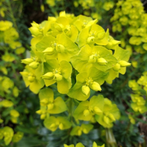 Euphorbia amygdaloides var. robbiae VaVaVoom™