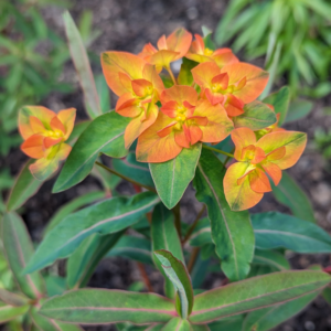 Euphorbia Embers Glow