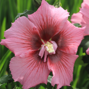 Hibiscus Walberton's Lunar Delight