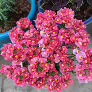 Nemesia Coral Kiss