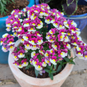 Nemesia Raspberries and Cream Improved