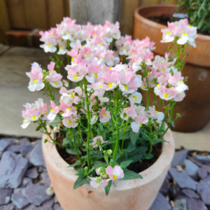 Nemesia Marshmallow