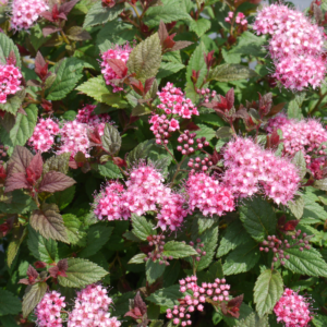 Spiraea Plum Carpet