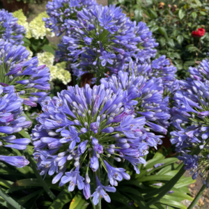 Agapanthus AtomicBloom™ Santorini