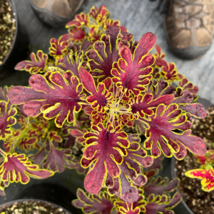 Coleus Skeletal® CB29
