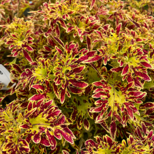 Coleus Gothica™ CB25-218