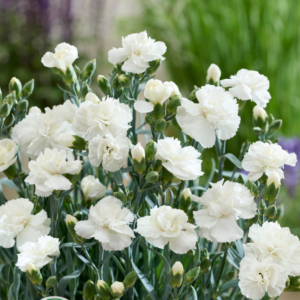 Website new plant