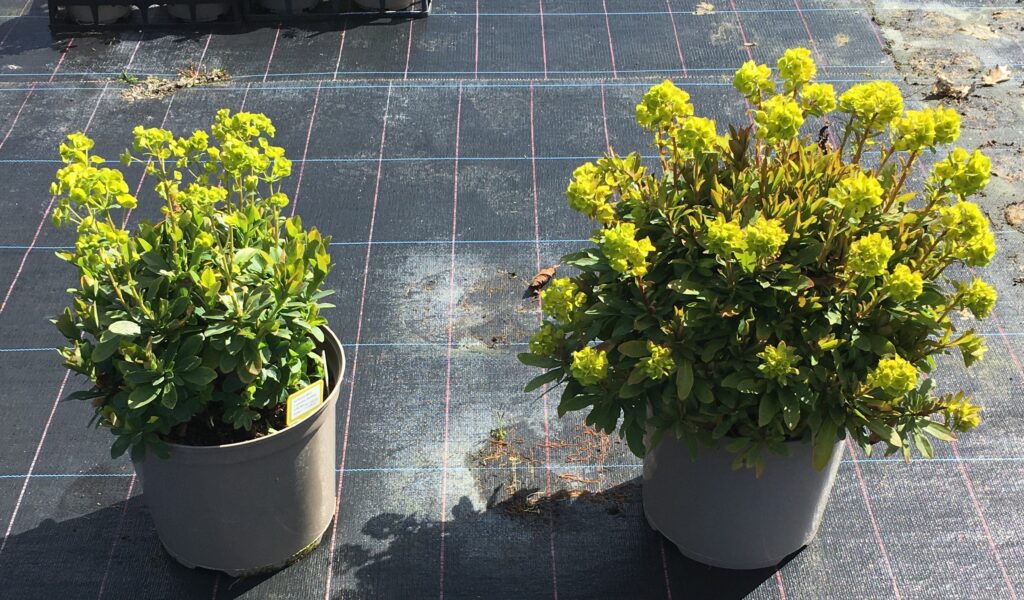 Euphorbia Va Va Voom™