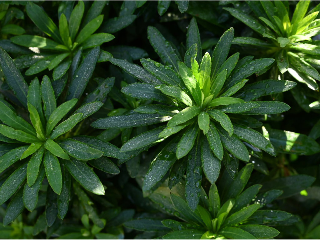 Euphorbia Va Va Voom™
