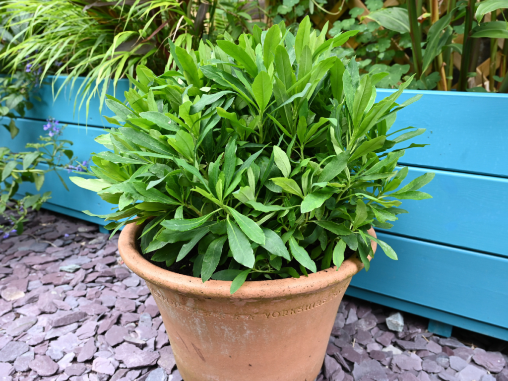 Euphorbia Va Va Voom™