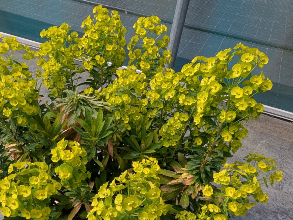 Euphorbia Va Va Voom™