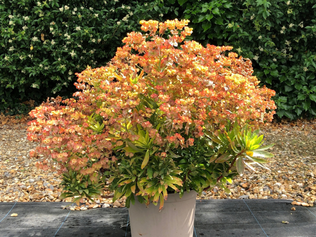 Euphorbia Va Va Voom™